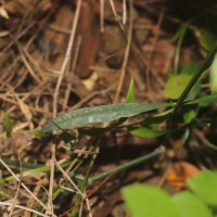 Andrographis alata (Vahl) Nees